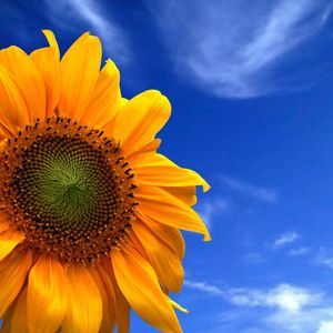 Meet your Posher, Pat